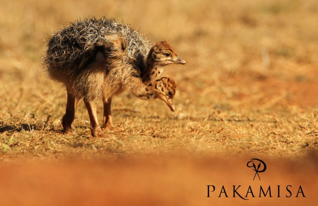 20140904 - CS2_9943 - E