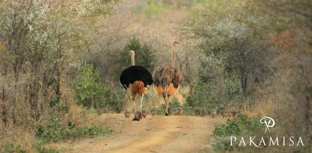 20140904 - CS2_9961 - E