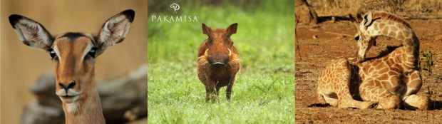 Pakamisa Wildlife