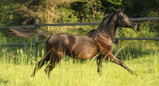 20140112 - CS1_8086 - E1