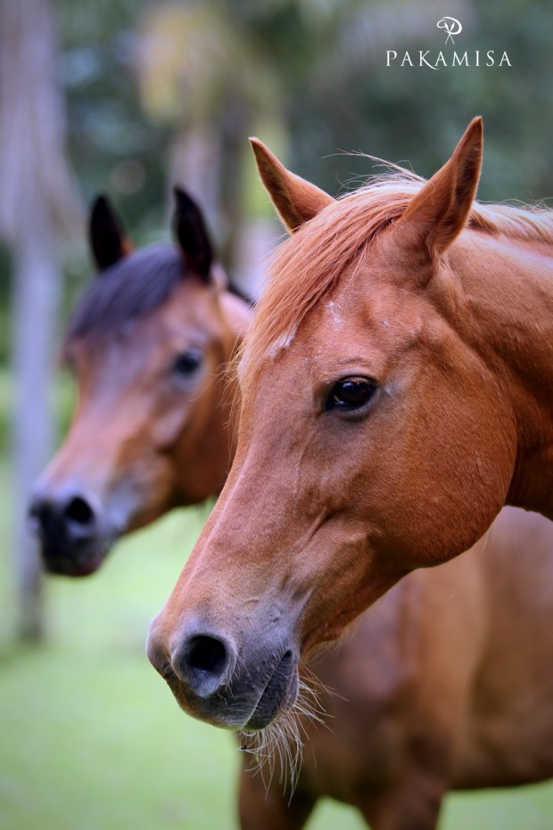 20141208 - CS2_2703 - P