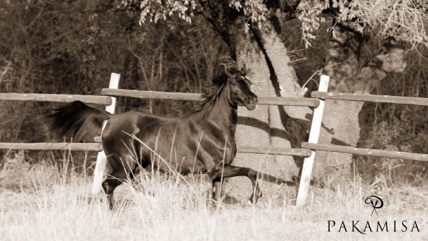 20150701 - CS3_4870 - P 2