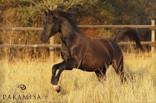 20150701 - CS3_5146 - P