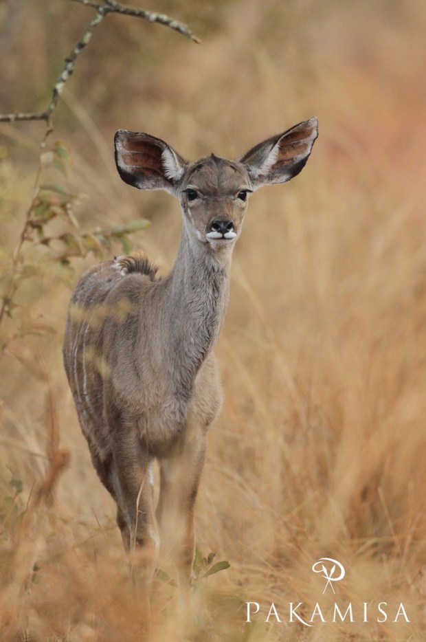 20150703 - CS1_5291 - P