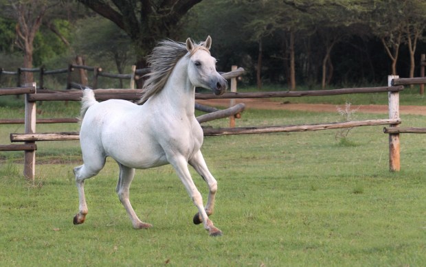 20140112 - CS1_8599 - E - PAKAMISA - CSP